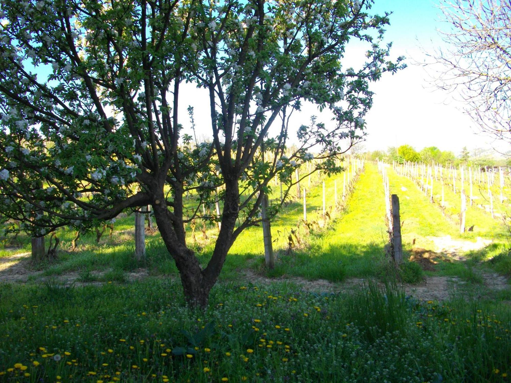La Martinella Βίλα Canelli Εξωτερικό φωτογραφία